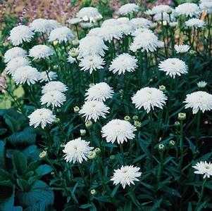 Leucanthemum x superbum 'Ice Star'
