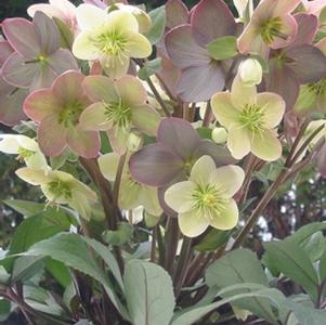 Helleborus x ericsmithii 'Candy Love' Winter Magic™