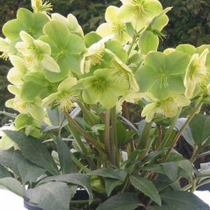 Helleborus × nigercors 'Snow Love' Winter Magic™