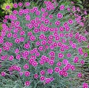 Dianthus Pixie™