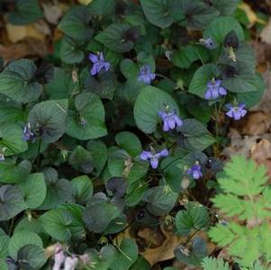 Viola riviniana (purpurea group)