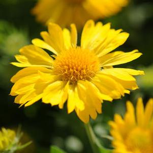 Gaillardia x grandiflora 'Mesa™ Yellow'