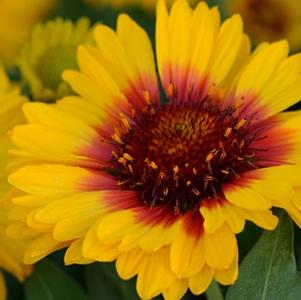 Gaillardia x grandiflora 'Mesa™ Bright Bicolour'