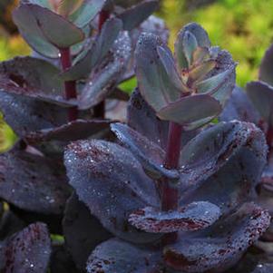 Sedum 'Blue Pearl' SunSparkler®