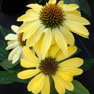 Echinacea 'Sunrise' Big Sky™