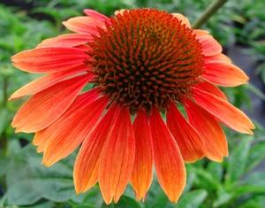 Echinacea 'Evan Saul'