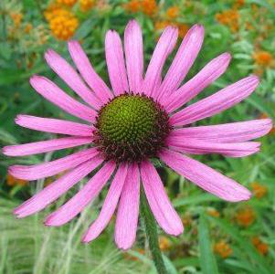 Echinacea tennesseensis 'Rocky Top'