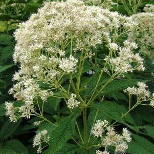 Eupatorium maculatum 'Bartered Bride'