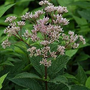 Eupatorium maculatum 'Carin'