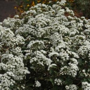 Eupatorium rugosum 'Chocolate'
