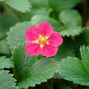Fragaria 'Lipstick'
