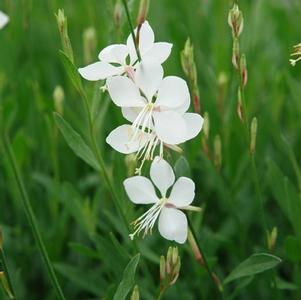 Gaura lindheimeri 'Whirling Butterflies'