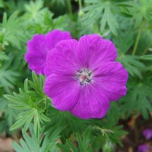 Dilys cranesbill