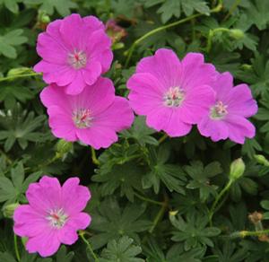 Geranium 'Max Frei'