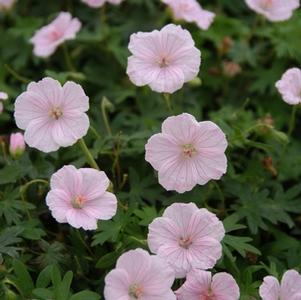 Geranium sanguineum 'Striatum'