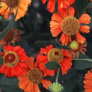 Helenium x 'Dancing Flames (Flammenspiel)'