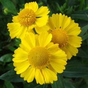Helenium 'Canary'