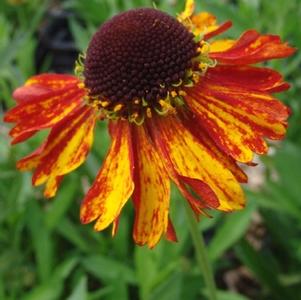 Helenium 'Moerheim Beauty'