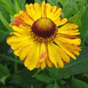 Helenium x 'Cymbal Star (Zimbelstern)'