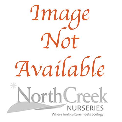 Calamagrostis canadensis