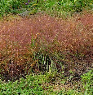 Eragrostis spectabilis '' purple lovegrass from North Creek Nurseries