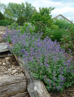 Nepeta 'Early Bird' catmint from North Creek Nurseries