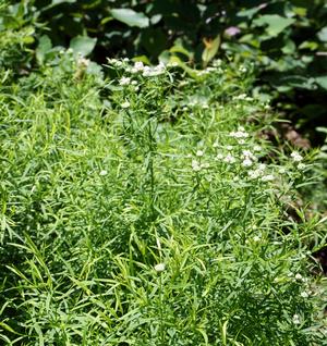 Pycnanthemum tenuifolium '' narrowleaf mountain mint from North Creek Nurseries