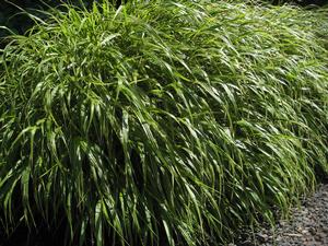 Hakonechloa macra '' Hakone grass from North Creek Nurseries