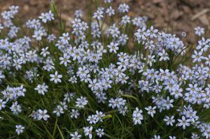 Sisyrinchium nashii 'Suwannee' blue-eyed grass from North Creek Nurseries
