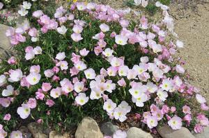 Oenothera speciosa '' pink evening primrose from North Creek Nurseries