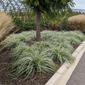 Carex Feather Falls ™ '' sedge from North Creek Nurseries