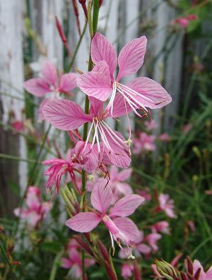 Gaura lindheimeri 'Siskiyou Pink' beeblossom from North Creek Nurseries