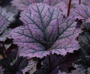 Heuchera 'Frosted Violet' alumroot, coral bells from North Creek Nurseries
