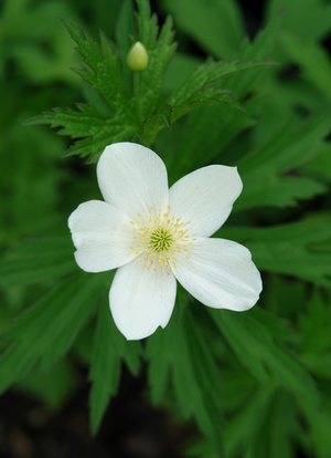 Anemone canadensis '' Canadian anemone from North Creek Nurseries