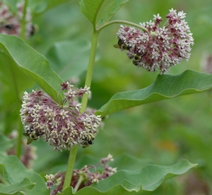 Asclepias syriaca '' common milkweed from North Creek Nurseries