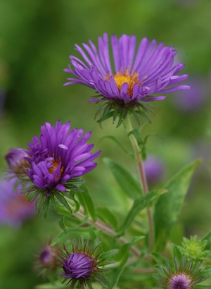 Aster novae-angliae '' New England aster from North Creek Nurseries