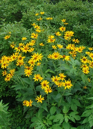 Heliopsis helianthoides '' smooth oxeye from North Creek Nurseries
