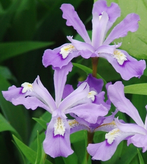 Iris cristata '' dwarf crested iris from North Creek Nurseries