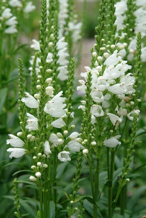 Physostegia virginiana 'Miss Manners' obedient plant from North Creek Nurseries