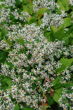 Aster divaricatus 'Eastern Star' white wood aster from North Creek Nurseries