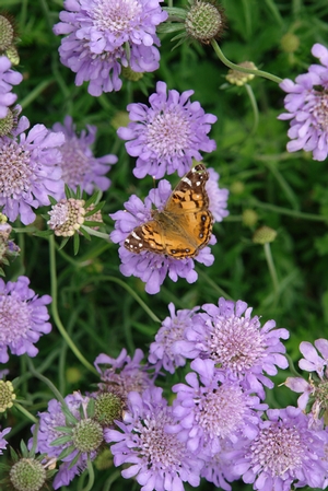 Scabiosa columbaria 'Butterfly Blue' pincushion flower from North Creek Nurseries