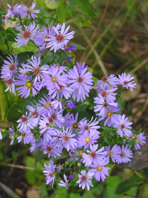 Aster laevis 'Bluebird' smooth aster from North Creek Nurseries