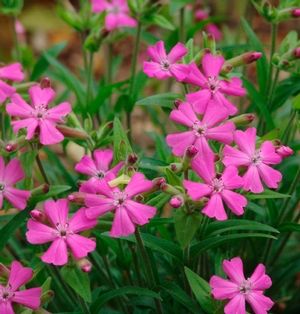 Silene caroliniana var. wherryi 'Short and Sweet' wild pinks from North Creek Nurseries