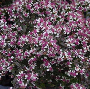 Aster lateriflorus 'Lady in Black' calico aster from North Creek Nurseries