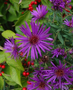 Aster novae-angliae 'Purple Dome' New England aster from North Creek Nurseries