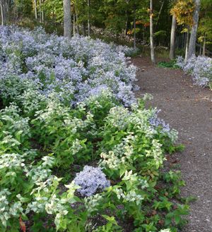 Aster cordifolius 'Avondale' blue wood aster from North Creek Nurseries