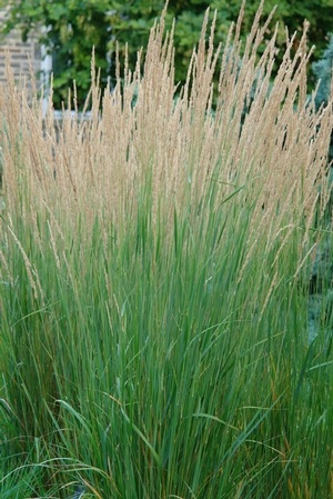 Calamagrostis × acutiflora 'Karl Foerster' feather reed grass from North Creek Nurseries