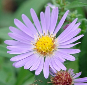 Aster 'Wood's Blue' aster from North Creek Nurseries