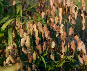 Chasmanthium latifolium '' northern sea oats from North Creek Nurseries