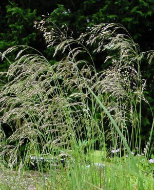 Deschampsia flexuosa '' wavy hairgrass from North Creek Nurseries